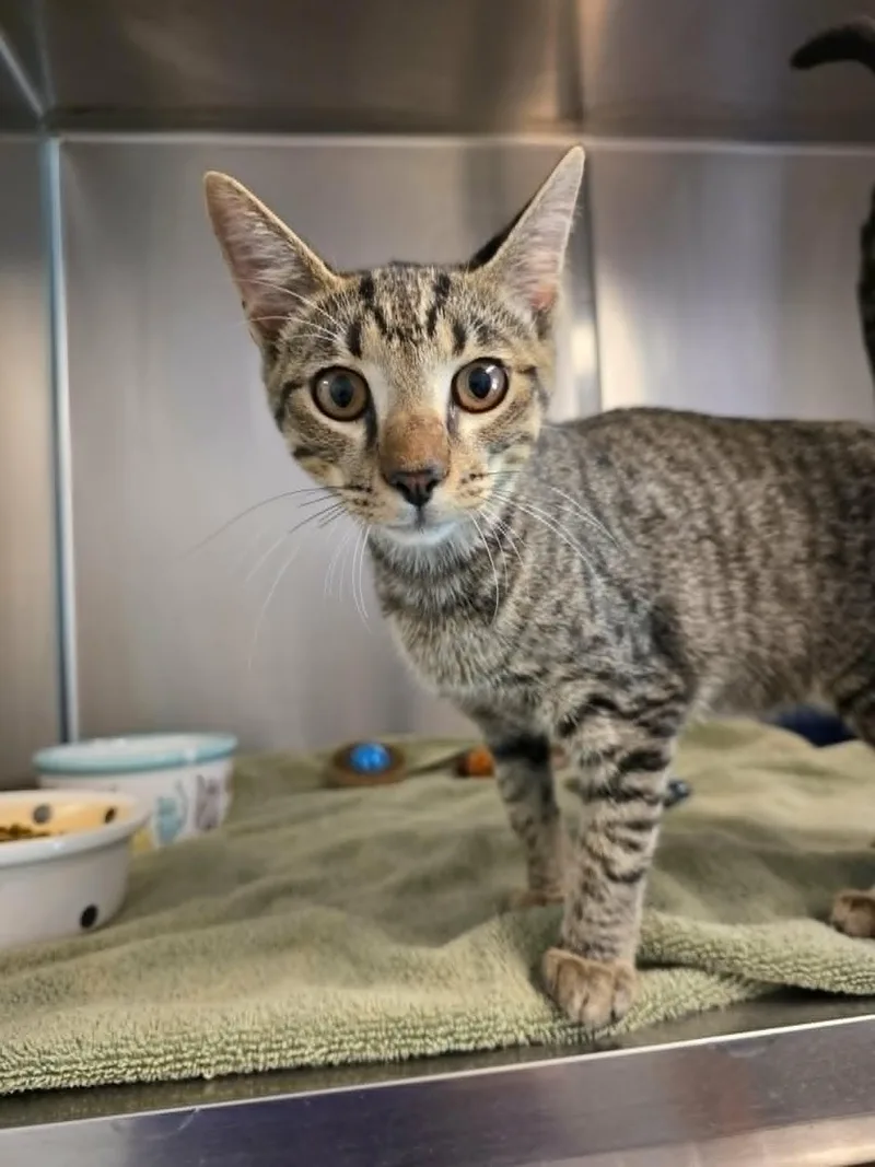 A young medium-sized male Tabby (Brown / Chocolate) Domestic Short Hair cat named Brisket for adoption in Umatilla, FL