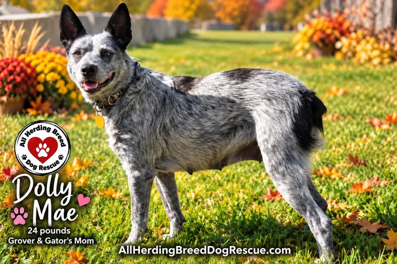 A baby medium-sized male Cattle Dog dog named Gator for adoption in Joliet, IL