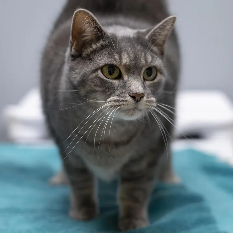 An adult medium-sized female Tabby (Gray / Blue / Silver) Domestic Short Hair cat named Annie for adoption in Richland Center, WI