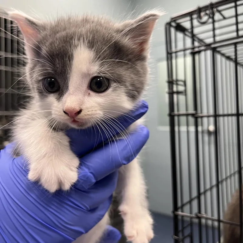 A baby small-sized female Gray / Blue / Silver Domestic Short Hair cat named Fiji for adoption in Greensboro, NC