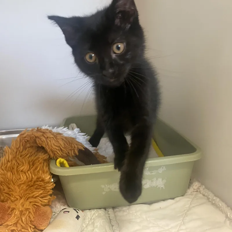 A baby small-sized male Black Domestic Short Hair cat named Scrappie for adoption in King George, VA