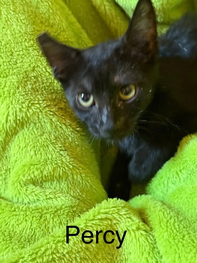 Percy