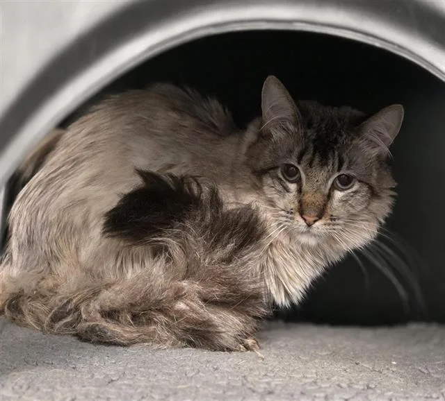 A young small-sized male Domestic Medium Hair cat named Mike for adoption in Dallas, TX