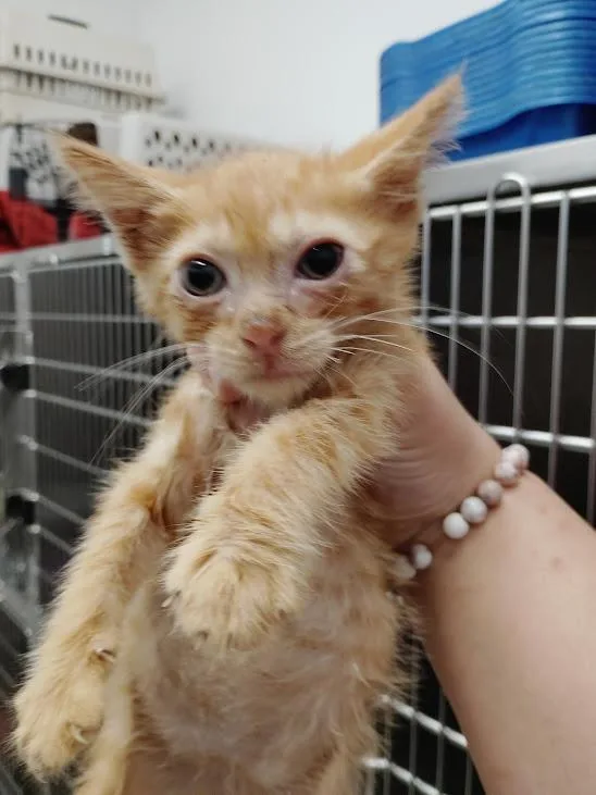 A baby medium-sized male Domestic Short Hair cat named Stream for adoption in Republic, MO