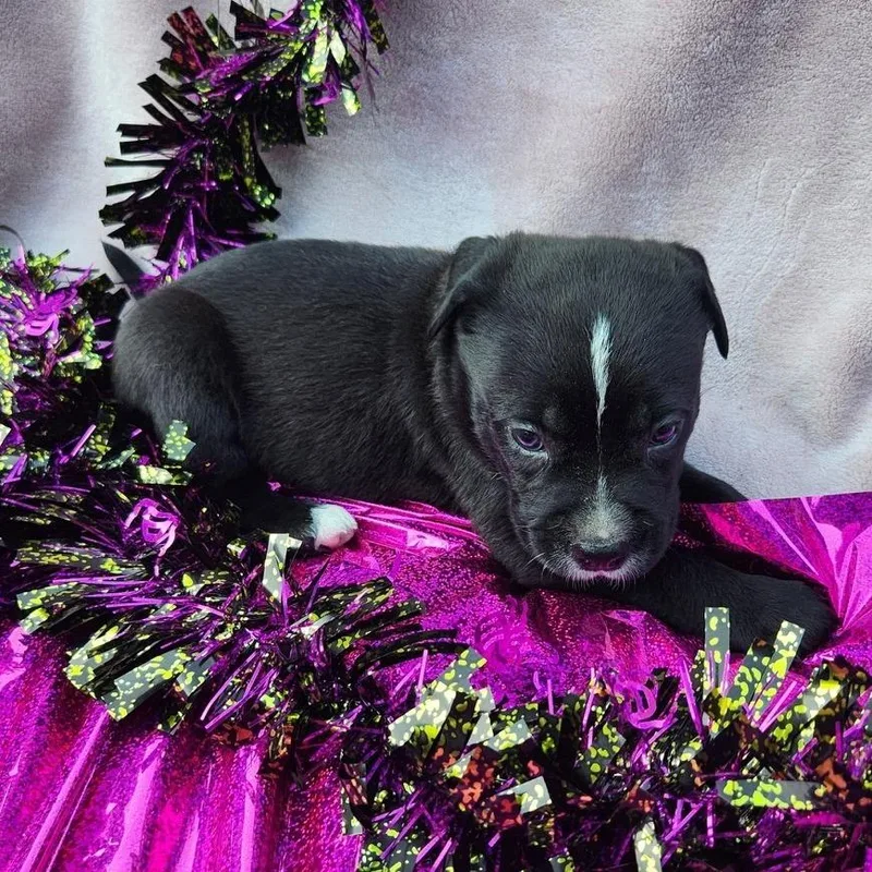 A baby medium-sized male Black Catahoula Leopard Dog named Beau for adoption in Freeport, FL