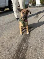 A baby medium-sized female Mixed Breed dog named Naomi Fka Holly for adoption in West Chester, PA