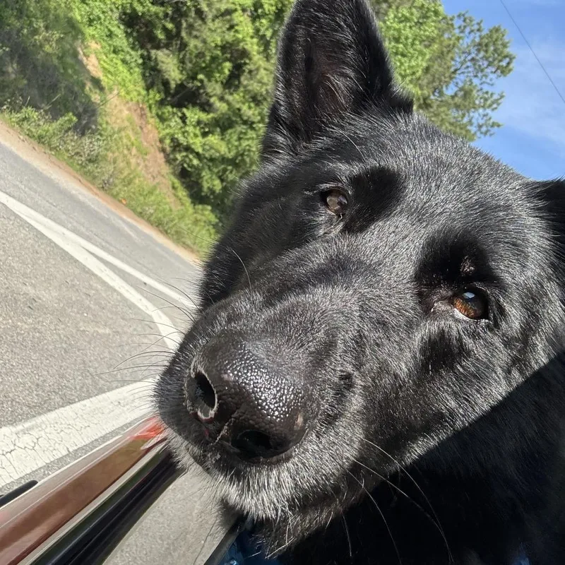 A senior large-sized female German Shepherd Dog dog named Bella for adoption in Columbus, GA