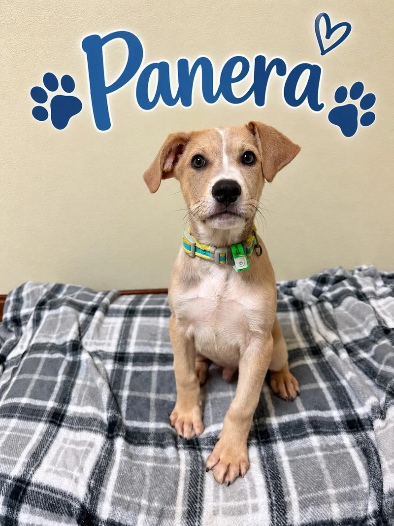A baby medium-sized male Retriever dog named Panera for adoption in Douglas, MA