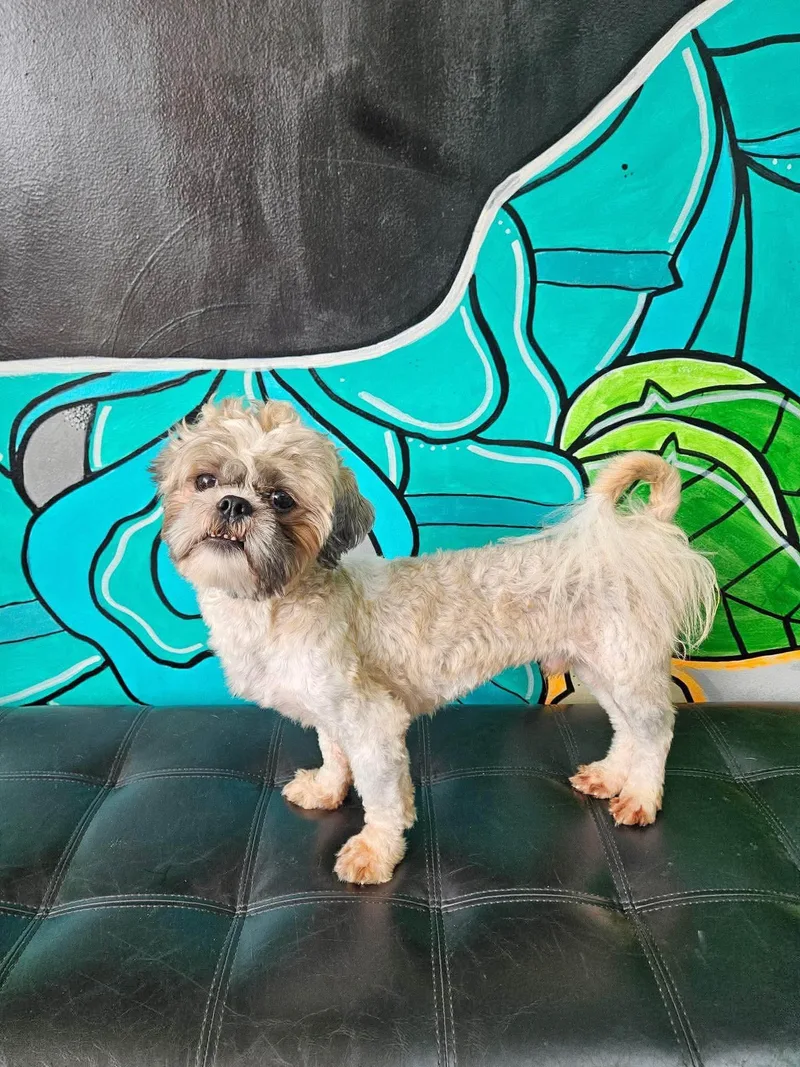An adult small-sized male Apricot / Beige Shih Tzu dog named Churro for adoption in Vandergrift, PA