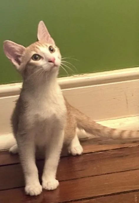 A young medium-sized male Orange & White Domestic Short Hair cat named Comet for adoption in Bardstown, KY