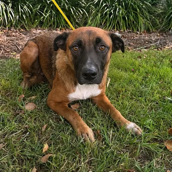 Bo