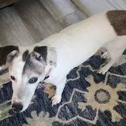 A senior small-sized female Jack Russell Terrier dog named Gigi for adoption in Mesquite, NV