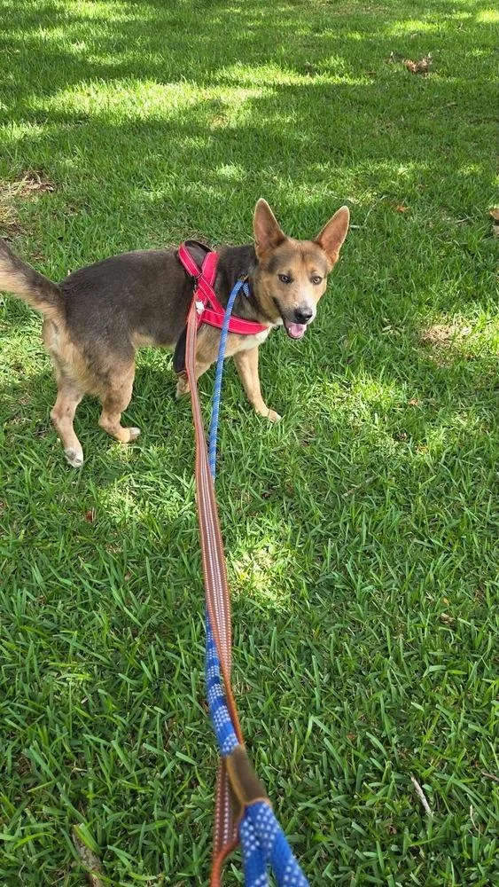 Pupperoni