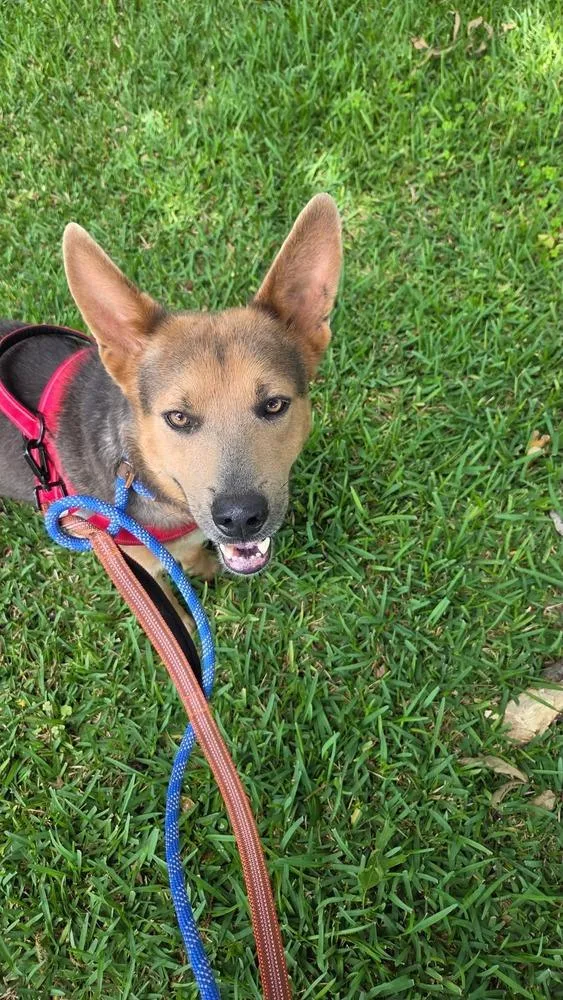 Pupperoni thumbnail 2