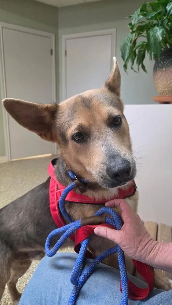 Pupperoni thumbnail 3