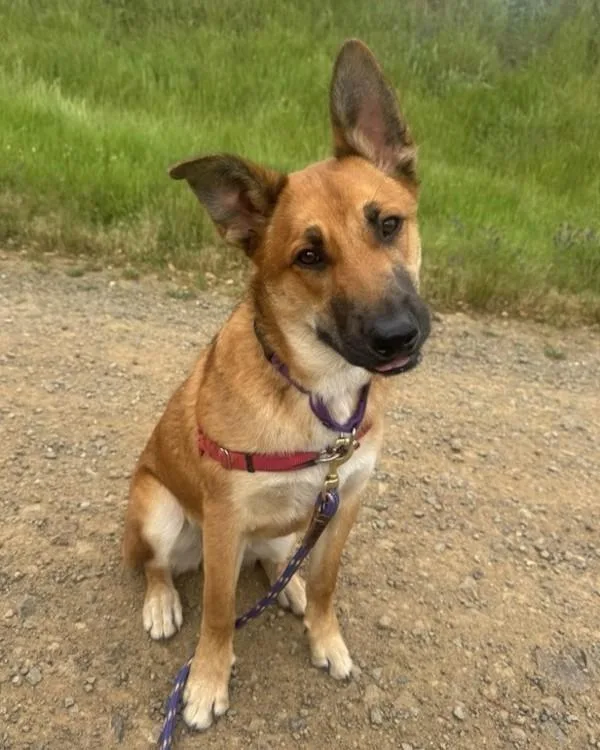 A young small-sized male German Shepherd Dog dog named Ricky for adoption in Novato, CA