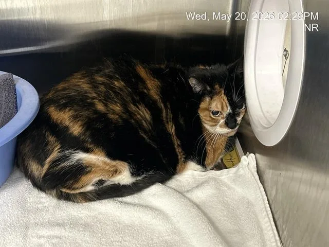 A senior small-sized female Domestic Short Hair cat named Carli for adoption in Ocala, FL