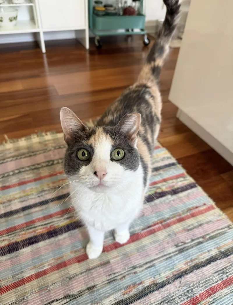 An adult medium-sized female Calico Domestic Short Hair cat named Linda for adoption in Philadelphia, PA