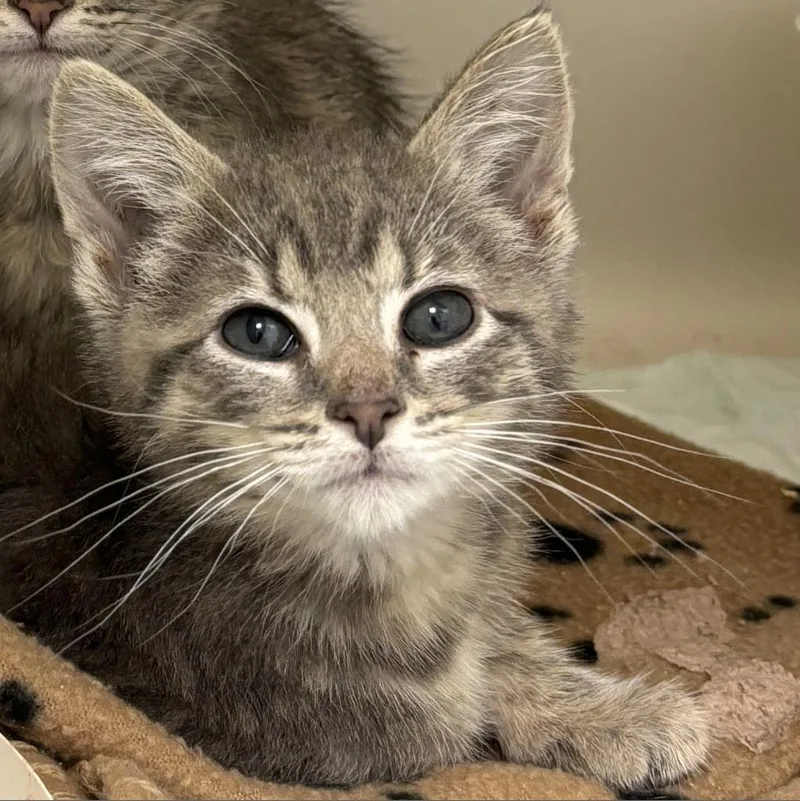 An adult small-sized female Brown / Chocolate Domestic Short Hair cat named Bagel for adoption in Rocky Mount, VA