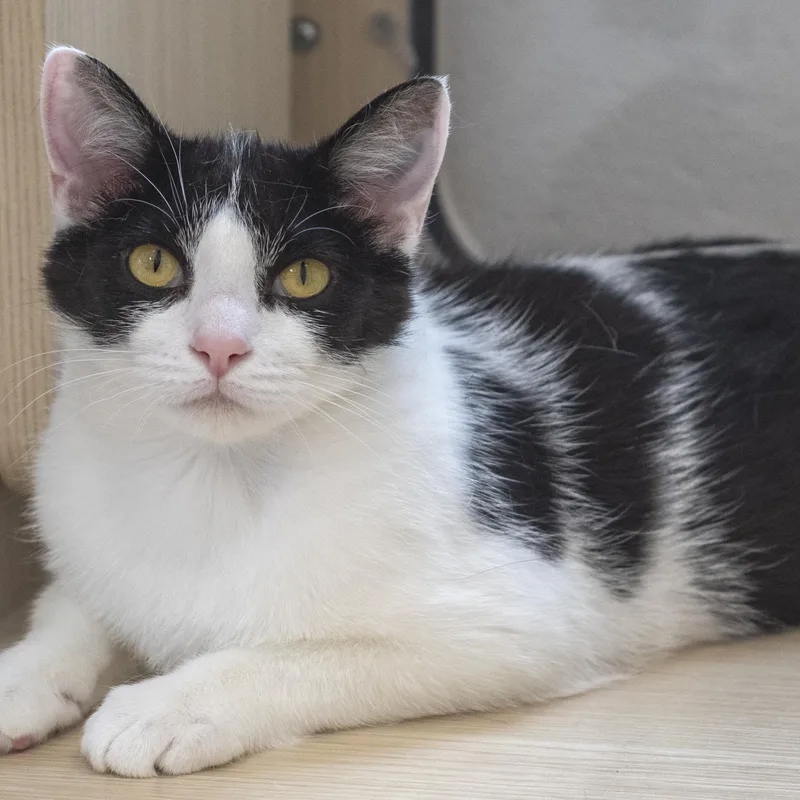 An adult medium-sized female Black & White / Tuxedo Domestic Short Hair cat named Petra for adoption in Pontiac, MI