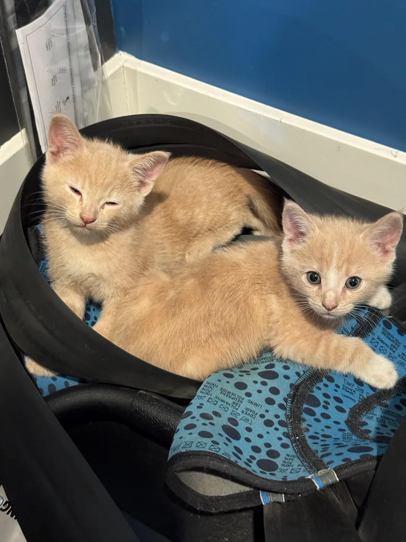 A baby medium-sized male Orange / Red Tabby cat named Socks for adoption in Woodinville, WA