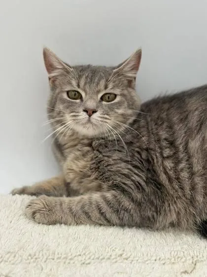 An adult medium-sized female Domestic Short Hair cat named Fluffy for adoption in Bowling Green, KY