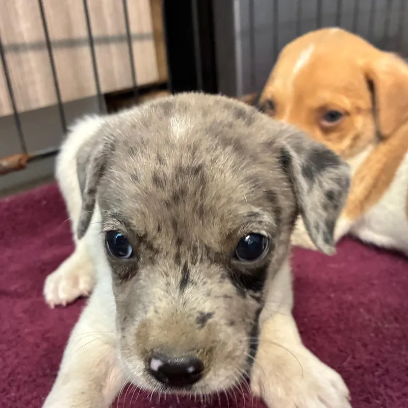 A baby small-sized male Sable Mixed Breed dog named Sprout for adoption in Horn Lake, MS