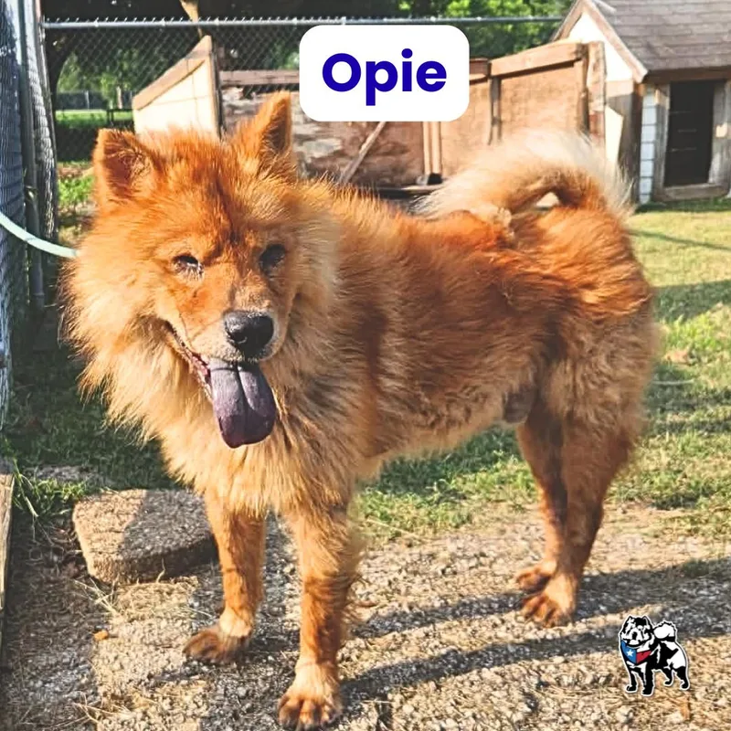 An adult medium-sized male Chow Chow dog named Opie for adoption in Houston, TX