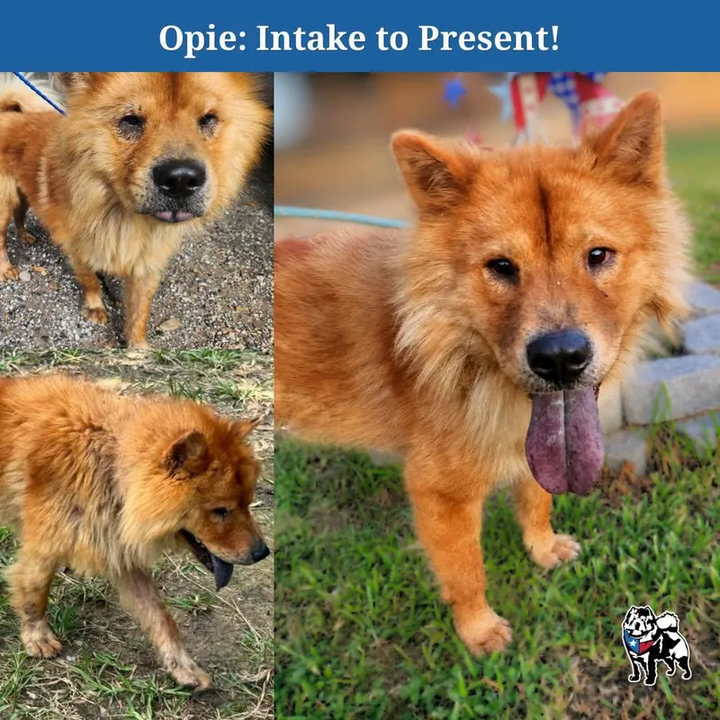 Opie thumbnail 2