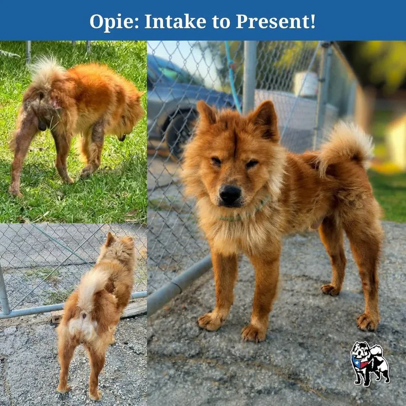 Opie thumbnail 3