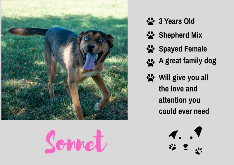 Sonnet
