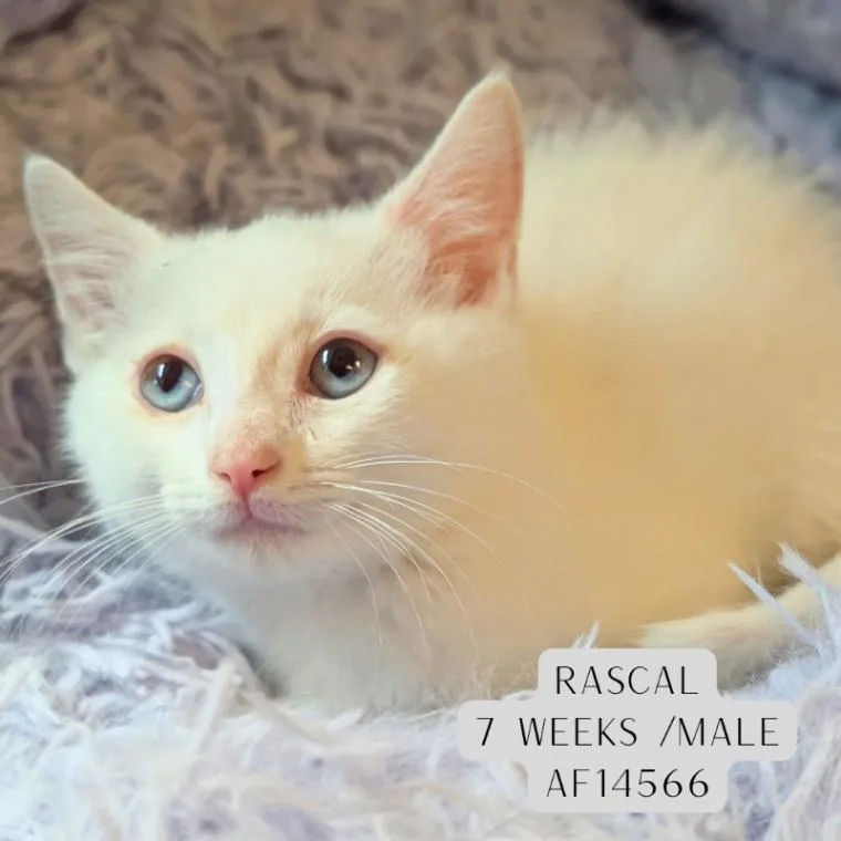 Rascal