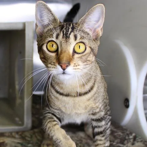 A young small-sized female Brown / Chocolate Abyssinian cat named Mochi for adoption in Hopkinton, MA