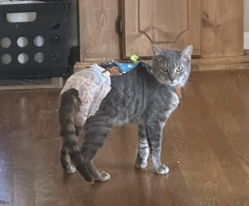 A young medium-sized male Domestic Short Hair cat named Astro Boy for adoption in Colorado Springs, CO
