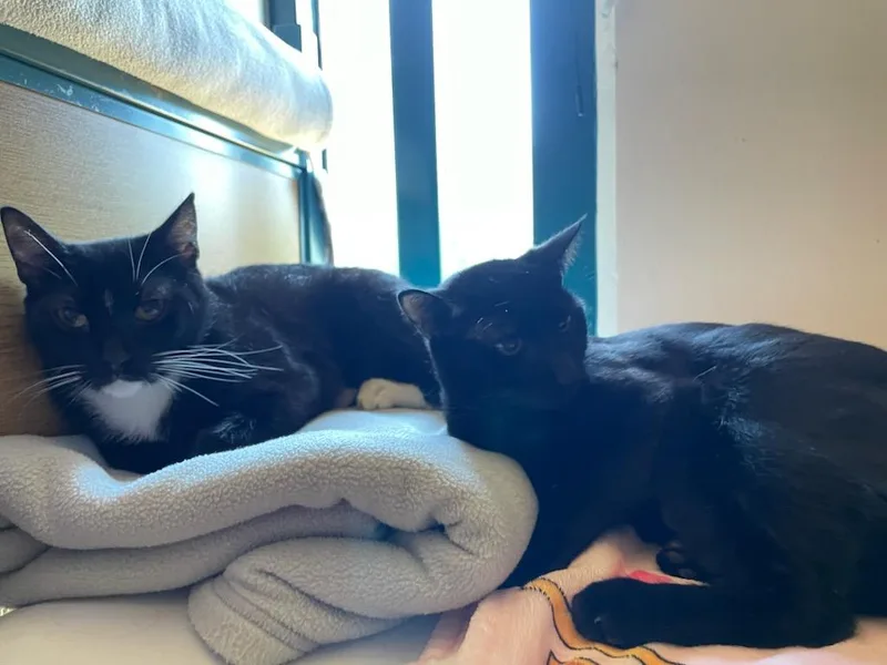 A young medium-sized male Domestic Short Hair cat named Doc & Bashful for adoption in Rochester, WA