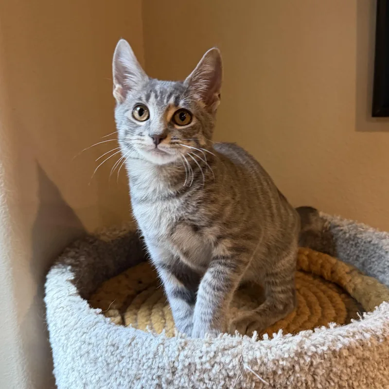 A baby small-sized male Tabby (Gray / Blue / Silver) Domestic Short Hair cat named Louie RF Petsmart for adoption in Spring, TX