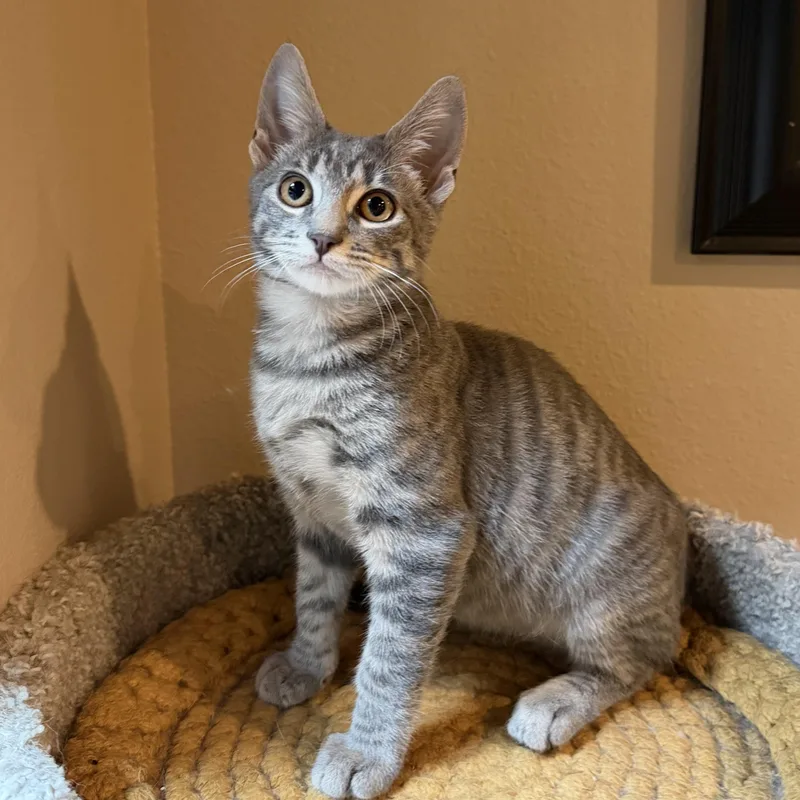 Louie  RF Petsmart thumbnail 2