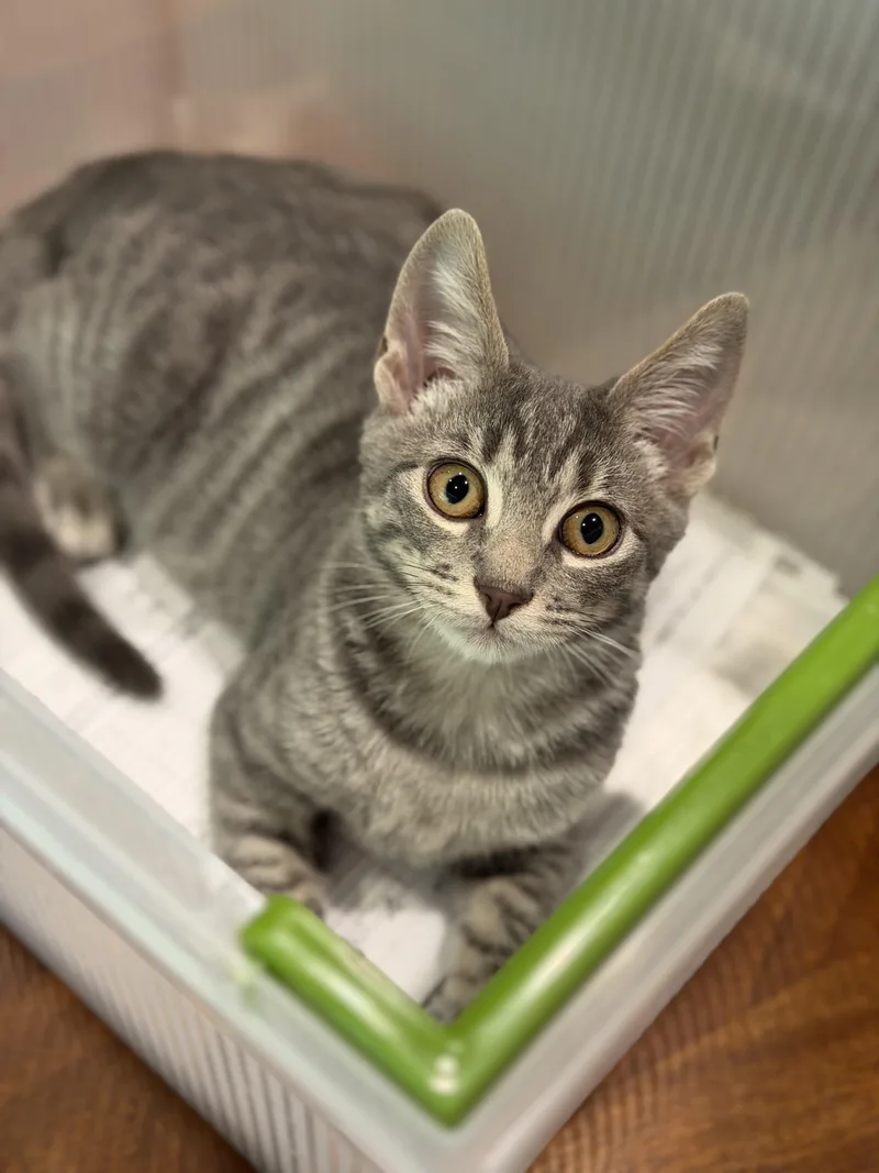 Louie  RF Petsmart thumbnail 3