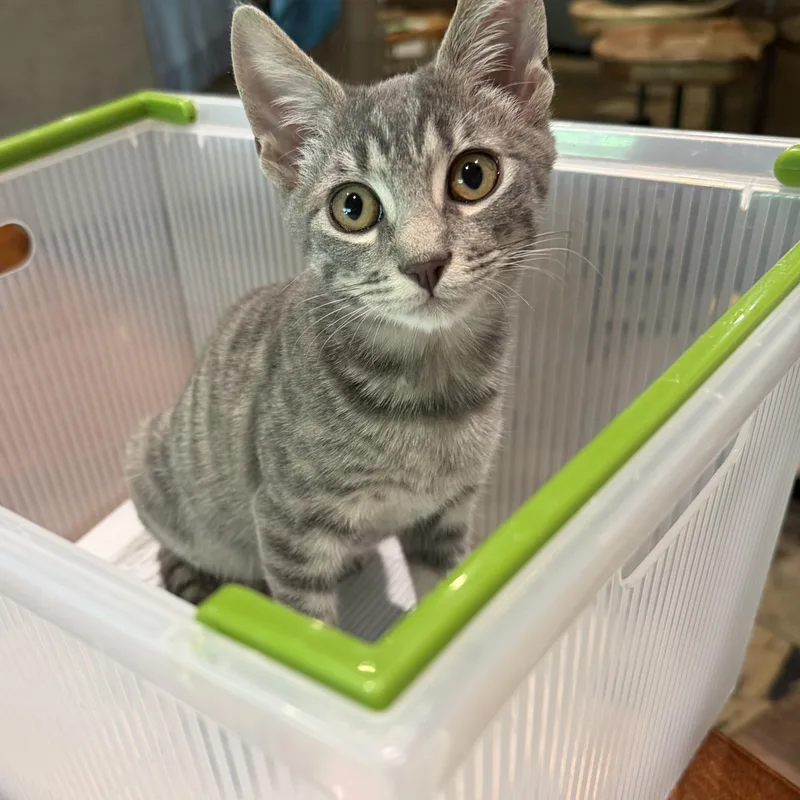 Louie  RF Petsmart thumbnail 4