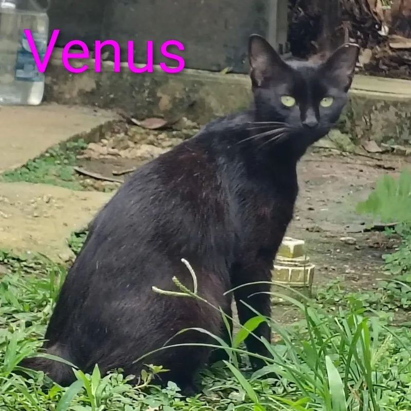 A baby medium-sized female Black Domestic Short Hair cat named Venus for adoption in Franklin, MA