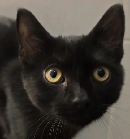 A baby medium-sized male Domestic Short Hair cat named Matty for adoption in Verona, WI