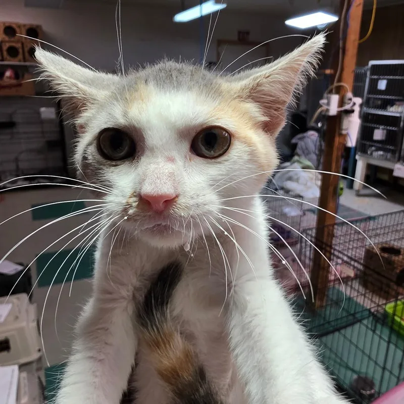 A baby small-sized female White Domestic Short Hair cat named Hallie for adoption in Leander, TX