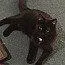 An adult medium-sized female Domestic Short Hair cat named Midnight bonded wth Ricardo for adoption in Macedonia, OH