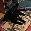 Midnight bonded wth Ricardo thumbnail 3