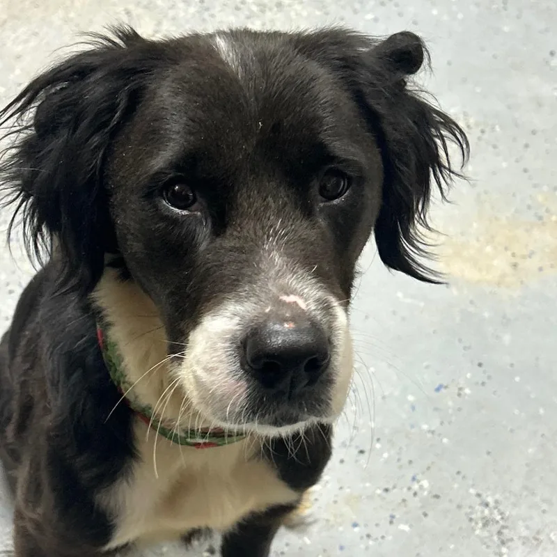 An adult medium-sized female Black Border Collie dog named Dixie for adoption in Franklin, PA