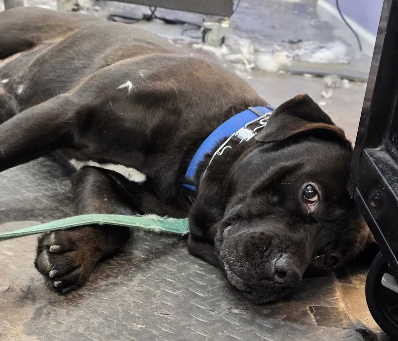 Mars Bar thumbnail 2