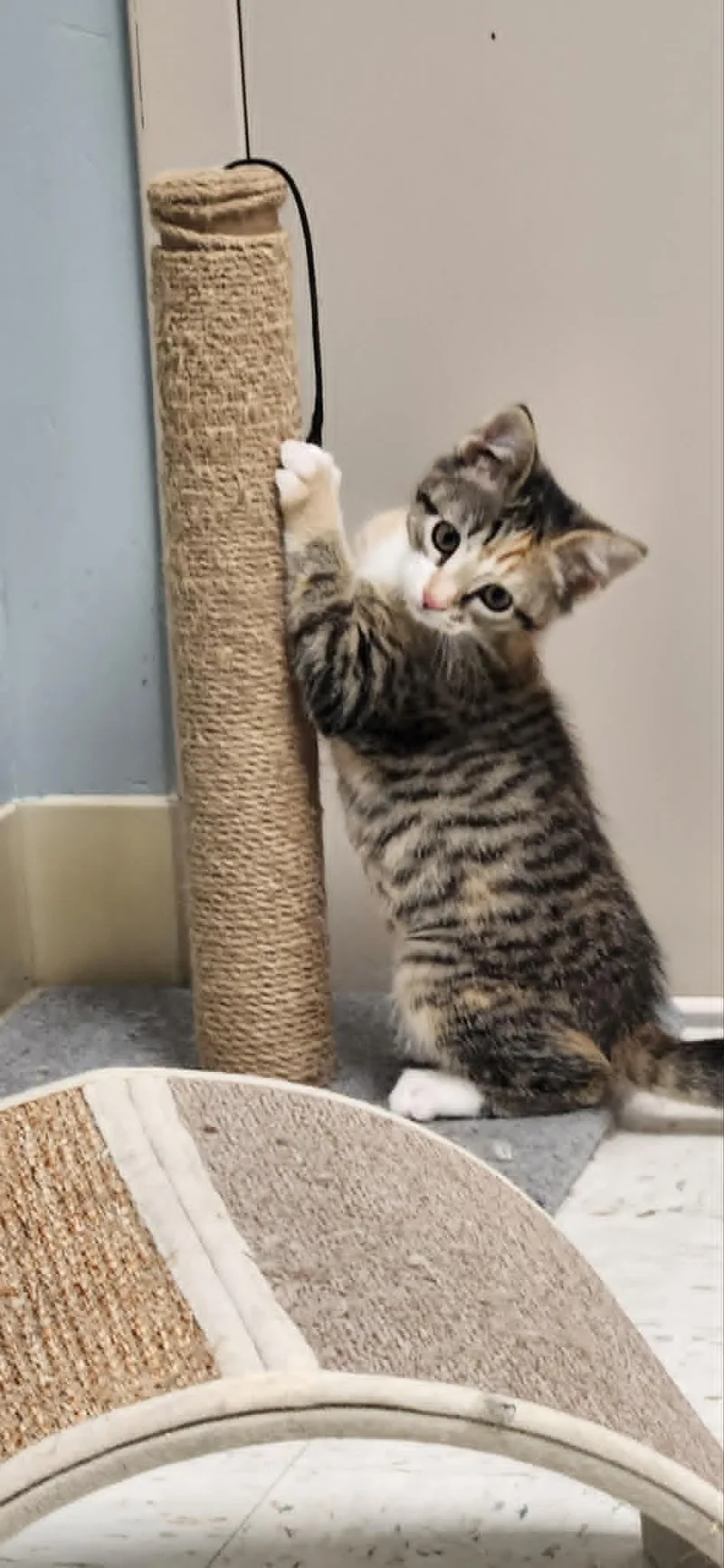 A baby medium-sized female Tabby (Orange / Red) Domestic Short Hair cat named Amy for adoption in Chambersburg, PA