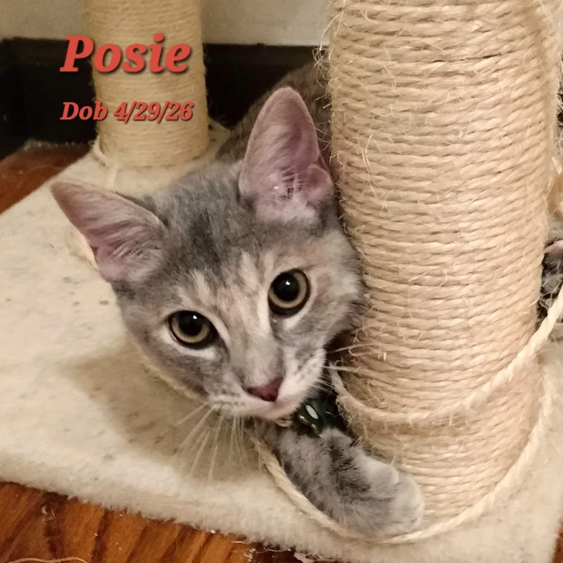 A baby large-sized female Domestic Short Hair cat named Posie for adoption in Concord, CA