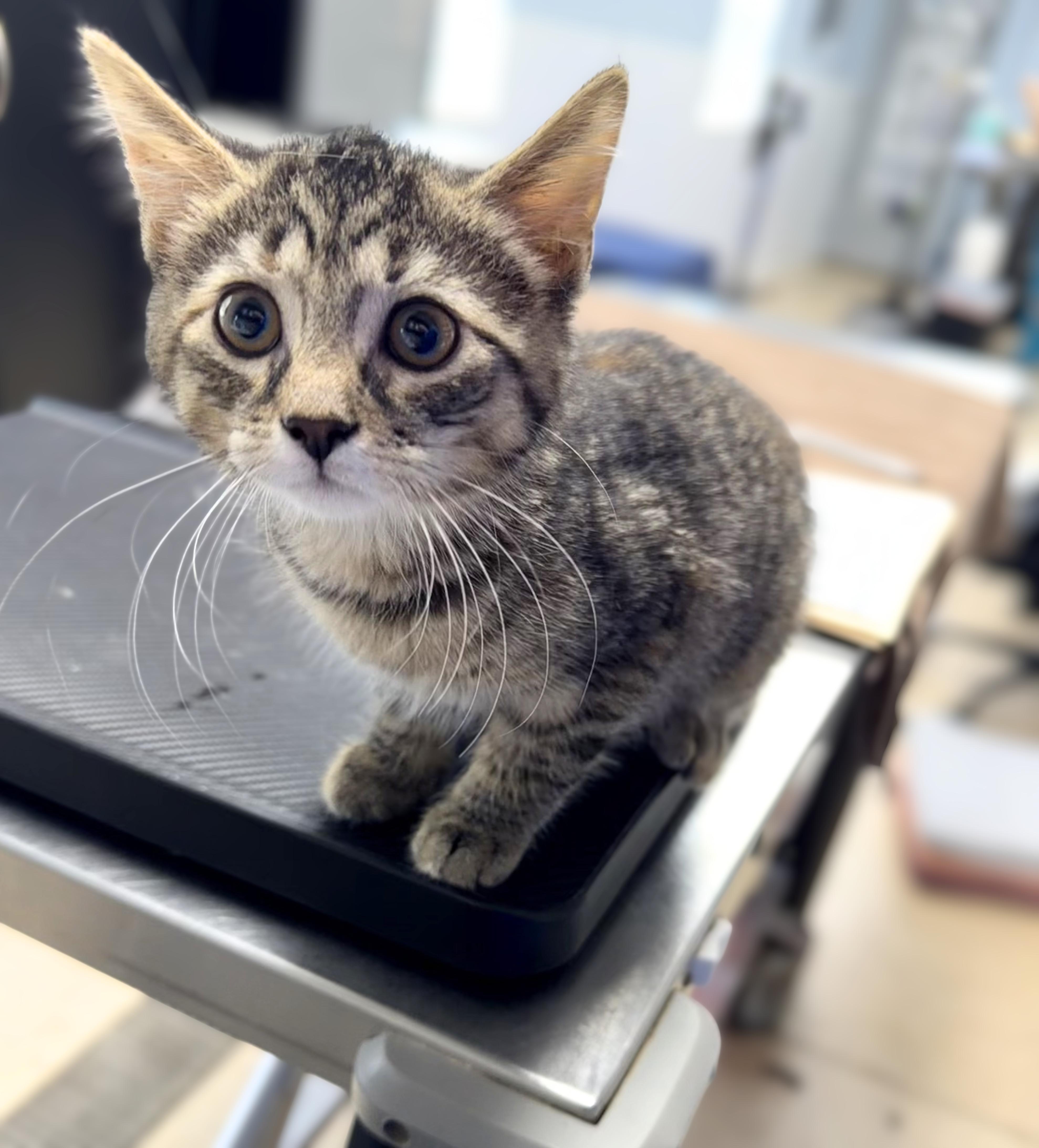 A baby medium-sized female Tabby (Brown / Chocolate) Domestic Short Hair cat named eHarmony for adoption in Seville, OH