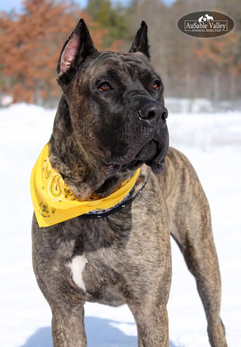 Tandoori thumbnail 2